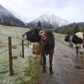 Höchste Zeit für den Alm-Abtrieb