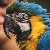 Papageien im Homeoffice lästig