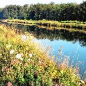 Wildblumen zeigen sich im Herbstkleid