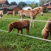Fohlen Luigi Star der Pferdeherde