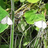 Schmetterlinge beim Sonnen