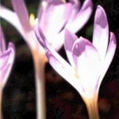 Der Herbst schickt seine Vorboten