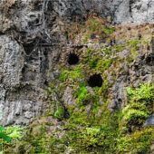 Polling plant Wegeausbau in Biotop