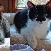 Wer lässt sich auf das Abenteuer Katzenfamilie ein?