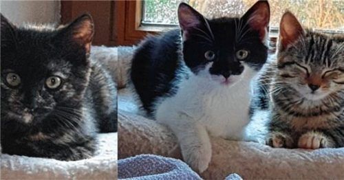 Auch die zwölf Wochen alten Kätzchen Leni, Lucy und Lily warten auf neue Besitzer. Foto RE