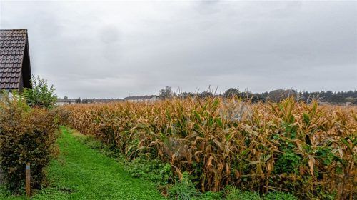 Auf dem Areal dieses Maisfeldes an der Kolberstraße soll das 4500 Quadratmeter große Versuchsgelände entstehen – zu nahe an der Wohnbebauung meint der Bauausschuss des Stadtrates. Foto Thomae
