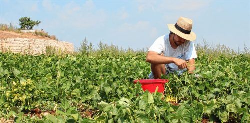 Das Interesse junger Menschen an grünen Berufen – wie etwa Gärtner – steigt.Foto pixabay