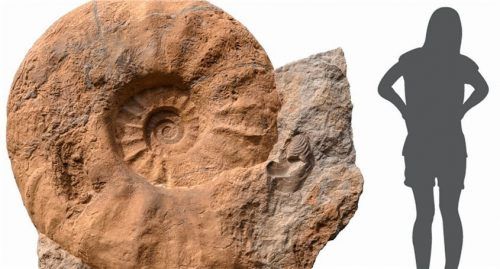Der Riese unter den Ammoniten: Parapuzosia seppenradensis im Vergleich zum Menschen. Foto LWL-Museum für Naturkunde