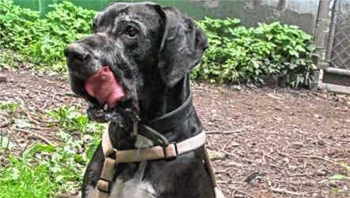 Die Deutsche Dogge Benji ist sechs Jahre alt und sehr sensibel.Foto re