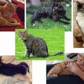 Drei Kolbermoorer Kater gefunden
