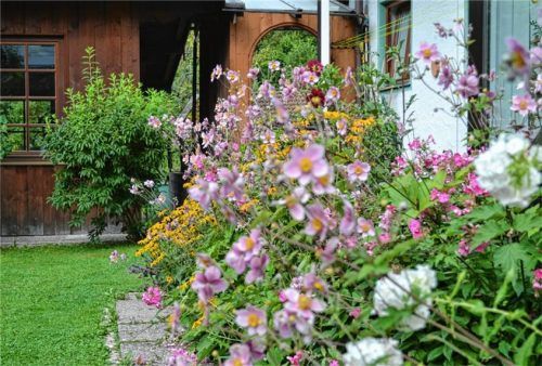 Eine bunte Rabatte: Sonnenhut, Hoher Stauden-Phlox und Herbst-Anemonen. Zwischendrin spitzen schon ein paar Dahlien hervor.Foto Steffl