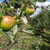 Streuobstwiese für die Mangfallstadt?