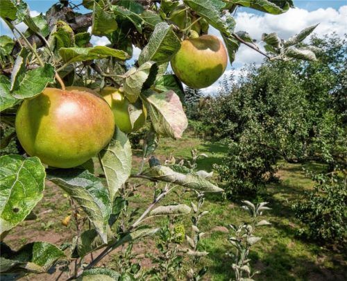 Eine Streuobstwiese soll in Kolbermoor entstehen, wenn es nach Christoph Maier geht: „Kinder sollen wissen, wo ihr Obst herkommt.“ Foto dpa