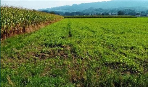 Funk-Mast statt Maisfeld: Auf diesem privaten landwirtschaftlichen Grundstück soll der neue Mobilfunk-Mast stehen. Foto eri