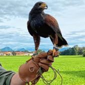 Das Herz an die Greifvögel verloren