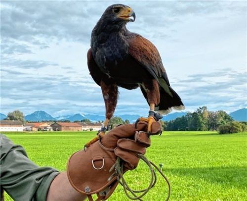 Gleich nach der Flügge-Zeit kam vor zwölf Jahren der Wüsten-Bussard Wally zum Greifvogelliebhaber Erwin Röglinger.
