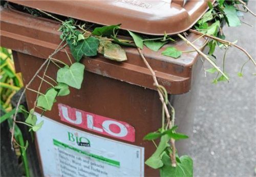 Grünabfälle aus privaten Gärten holt die Stadt Rosenheim von Anfang Oktober bis Ende November ab. Foto dpa