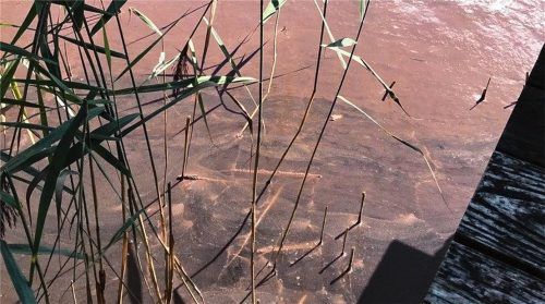 Im Simssee sind am Nordende rötliche Schlieren zu sehen, die sich über das Wasser ziehen. Vertreter des Gesundheitsamtes vermuten Rotalgen. Durch Wasserproben habe man das aber nicht bestätigen können. Foto re