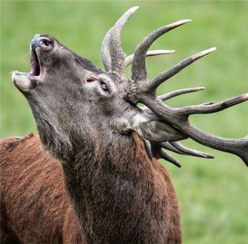 Majestätischer Waldbewohner oder Verhinderer der Waldverjüngung? Im Priental ist der Streit über die Rolle von Rotwild entbrannt. Foto dpa