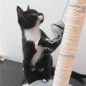 Wirbelwindauf vier Pfoten