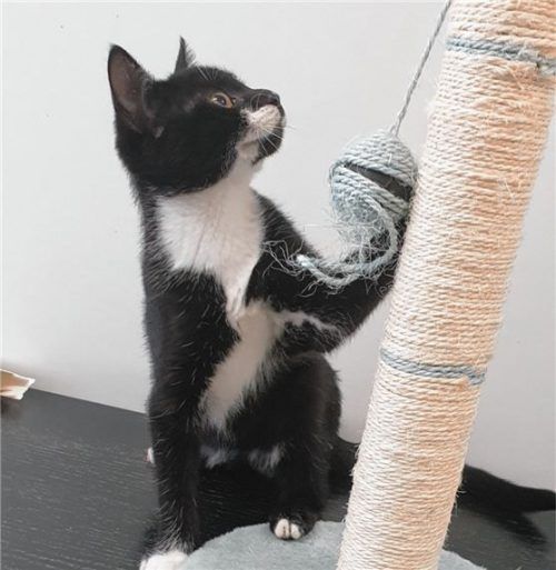 Mutscha ist verspielt, verschmust und sehr aktiv. Foto re