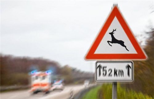 Vorsicht Wildwechsel: Tauchen Tiere am Straßenrand auf, bremsen und hupen, um sie zu verscheuchen. Foto Auto-Medienportal.Net/AvD