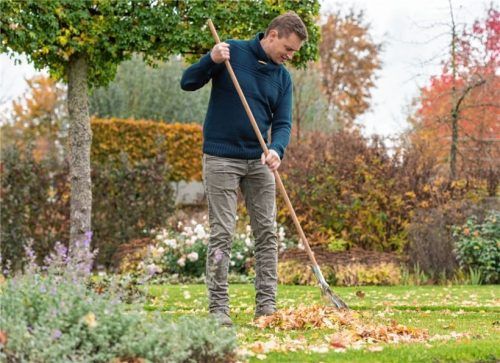 Weg mit dem Laub: Der Rasen sollte frei von Blättern sein, bevor die kalte Jahreszeit anbricht. Wichtig ist ebenso eine Herbstdüngung. Foto djd-mk/www.bioscape.net/Cuxin DCM