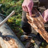 Staatsforsten: Borkenkäfer auf dem Rückzug