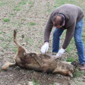 Autofahrer überfährt einen Wolf