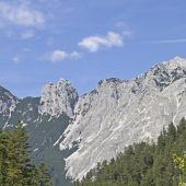 Lieber Ahorn statt Adler