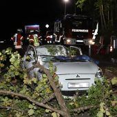 Autofahrer von Eiche erschlagen