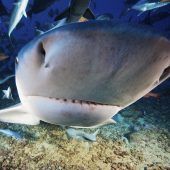 Mädchen (10) stirbt nach Tritt vom Pferd Speerfischer von Hai schwer verletzt Aktivisten blockieren Autobahn