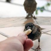 Ammer, Fink und Meise für mehr Lebensfreude