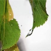 Tropfen unternimmt Rutschpartie