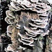 Spannende Pflanzenwelt