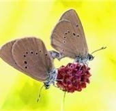 „Blume des Jahres“ auch in der Region