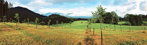 Auf zwei Flächen im Ortsteil Freibichl wurde eine Walnusswiese mit rund 300 Jungpflanzen angelegt.