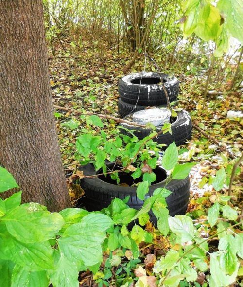 Ausgediente Autoreifen samt Farbeimer – achtlos ins Gebüsch am Parkplatz am Neuen Friedhof geworfen.
