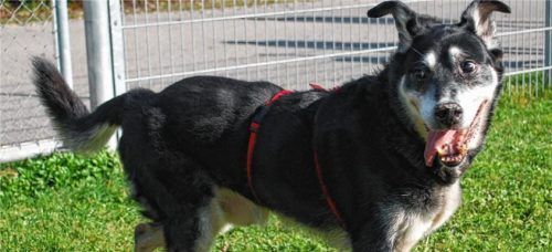 Der Mischlingsrüde ist 17,5 Jahre alt und mag gerne Gassi gehen. Seine neuen Halter sollten Erfahrung mit Vierbeinern haben. Foto re