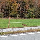 Wolf in Sachrang gesichtet