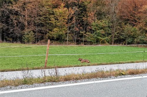 Der Wolf wurde am Sonntag in Sachrang auf Höhe Hainbach von Peter Söllner aus dem Landkreis Landsberg am Lech gesehen und fotografiert. Der Augenzeuge hatte sofort die Anwohner informiert. Foto Söllner