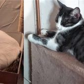 Balu und Simba,das lebhafte Katzenduo