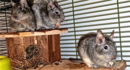 Die drei Degu-Damen Blue, Flecki und Jerry leben seit vielen Jahren zusammen.Foto re