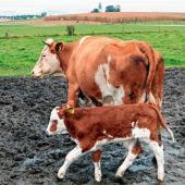 Für die Tiere und den Landwirt ein Gewinn