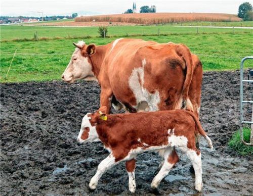 Fühlen sich auf dem Hof im Tuntenhausener Ortsteil Hörmating sauwohl: eine Kuh und ihr Kalb.