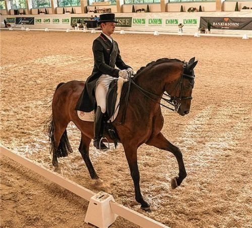 Hochkarätige Dressurprüfungen finden ab Donnerstag wieder in der Halle auf Gut Ising statt. Mit am Start ist auch wieder Raphael Netz vom RFV Aubenhausen, hier mit Sir Davidoff.Foto Weitz