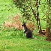 Känguru hüpft durch die Gärten
