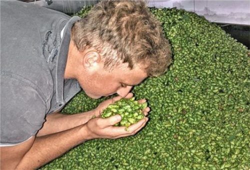 Lukas Stecker genießt den Duft des frischen Hopfens.