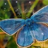 So einfach kann man heimische Insekten unterstützen