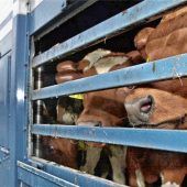Keine langen Tiertransporte mehr